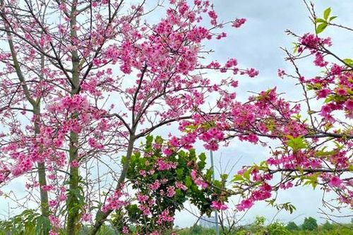 Khám phá vườn hoa anh đào độc lạ ở Hải Phòng
