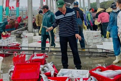 Ngư dân Nghệ An liên tiếp trúng hàng chục tấn cá hố