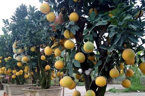 Chăm sóc bưởi cảnh sau tết thế nào để năm sau quả sai trĩu trịt