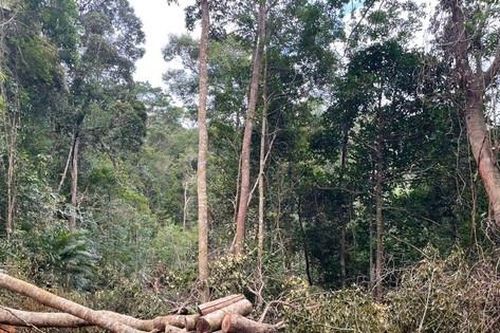 Lâm tặc ngang nhiên mở đường vào phá rừng ở Khánh Hòa