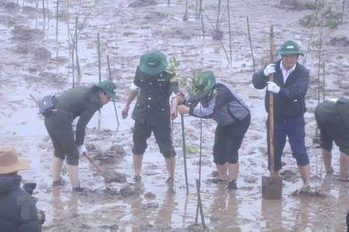Phục hồi và quản lý bền vững rừng ngập mặn vùng Đồng bằng sông Hồng