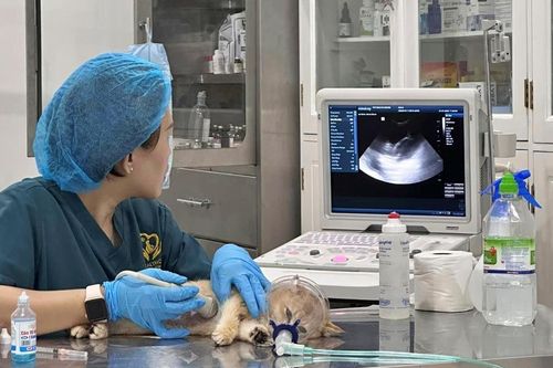 Mèo bị giẫm đạp mùng 2 Tết không còn cách điều trị, gia đình bé trai nói một câu khiến tất cả phẫn nộ