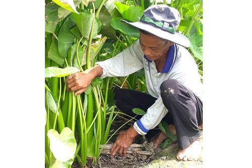 Nhiều nhiệm vụ khoa học và công nghệ phục vụ phát triển nông nghiệp