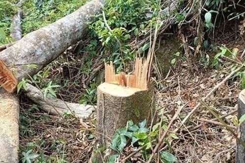 Lâm Đồng: Làm rõ vụ khai thác rừng trái pháp luật