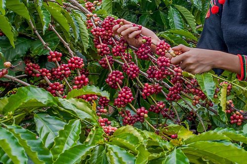 Lễ hội Cà phê Buôn Ma Thuột lần thứ 8 sẽ diễn ra trong tháng 3