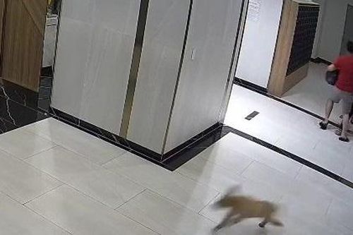 Vụ chủ chó đánh người tại TP.HCM: Chính quyền chỉ đạo xử lý nghiêm