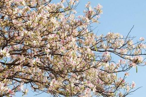 Lễ hội Hoa Ban 2023 hứa hẹn nhiều hoạt động văn hóa đặc sắc