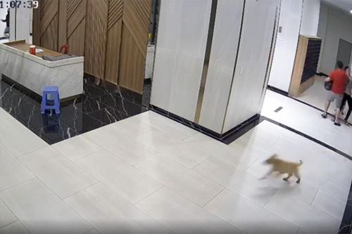 TP.HCM chỉ đạo xử nghiêm vụ chủ chó đấm người tại chung cư