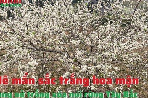 Mê mẩn sắc trắng hoa mận bung nở trắng xóa núi rừng Tây Bắc