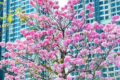 Hoa kèn hồng những ngày cuối mùa làm nao lòng người Sài Gòn