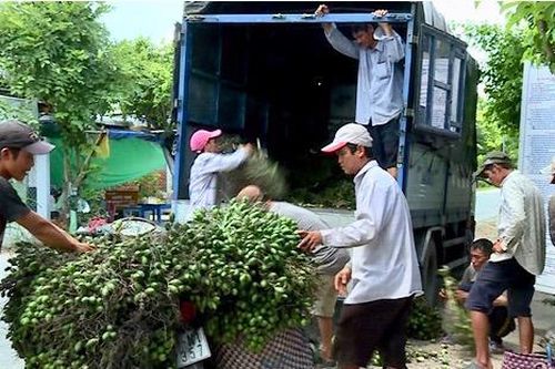Bộ Nông nghiệp lên tiếng cảnh báo việc người dân trồng cau ồ ạt