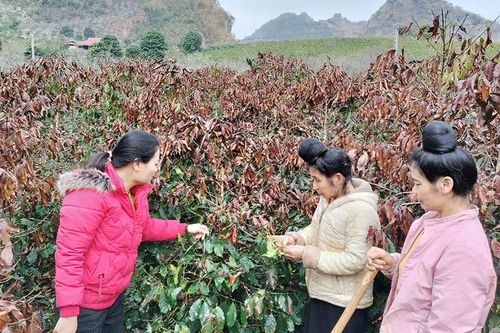 Sương muối trắng vườn, cà-phê Sơn La cháy khô