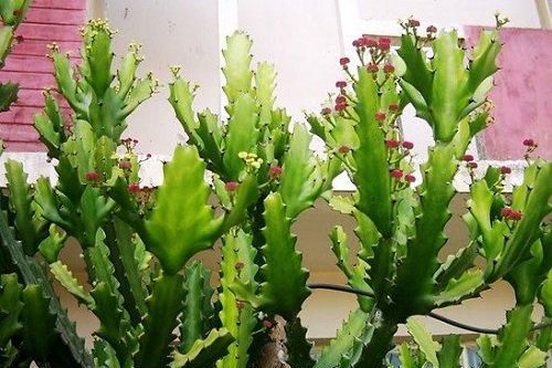 4 loại cây chặn đứng tài lộc không nên trồng trong nhà
