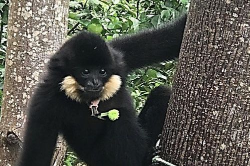 Vượn đen má hung quý hiếm xuất hiện trong khu dân cư ở Đà Nẵng