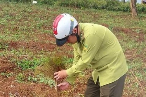 Truy tìm thủ phạm nhổ 4.000 cây thông ở Đắk Nông