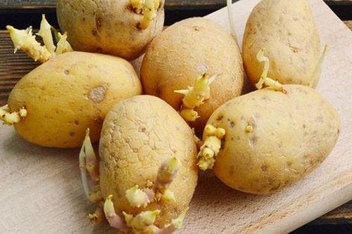 Cách trồng khoai tây cực dễ từ củ mọc mầm