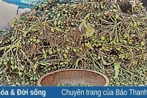 Không bán cau non