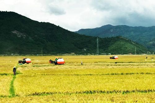 Vạn Ninh: Bắt đầu thu hoạch lúa đông xuân