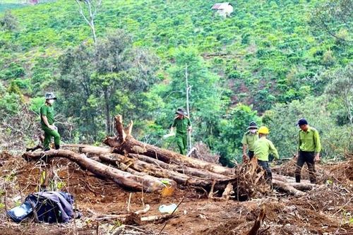 Lâm Đồng: Tình trạng phá rừng diễn biến phức tạp trong dịp Tết Nguyên đán 2023