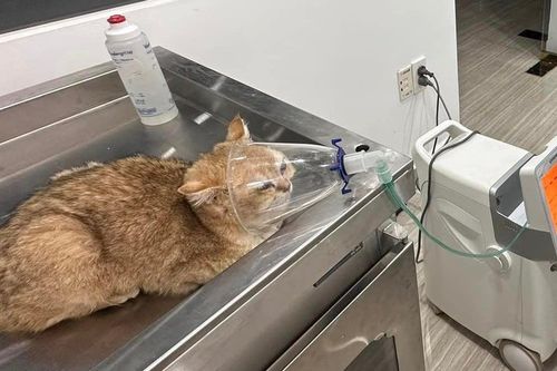 Chú mèo Golden bị trẻ nhỏ ngược đãi ngày Tết, bệnh viện trả về do không thể cứu chữa