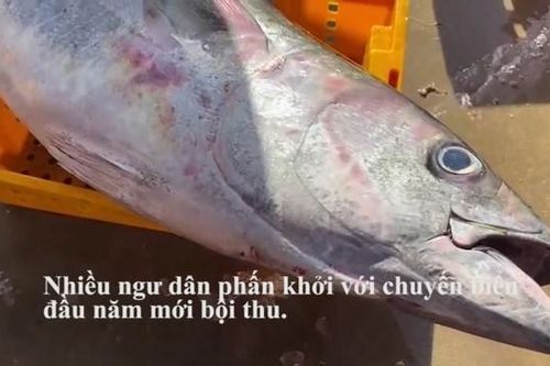 Bám biển 'xuyên Tết', ngư dân Quảng Ngãi trở về với đầy ắp cá, tôm
