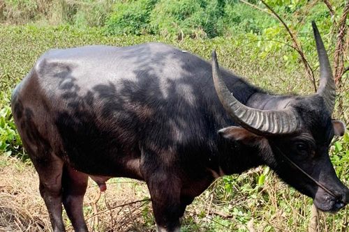 Xử lý ra sao nếu trâu thả rông tông người đi đường?