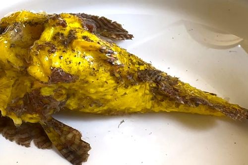 Quảng Ngãi: Phát hiện cá mặt quỷ màu vàng hiếm gặp tại đảo Lý Sơn