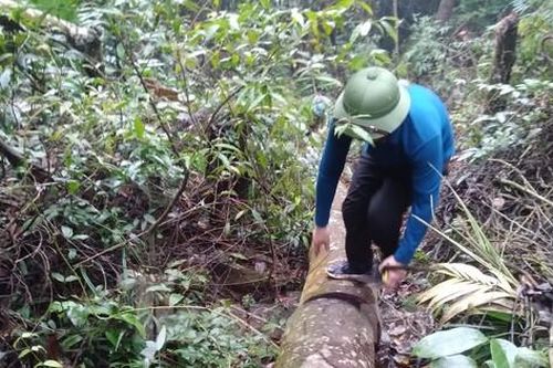 Cận cảnh công an khám nghiệm hiện trường vụ 'chảy máu' rừng Tây Yên Tử