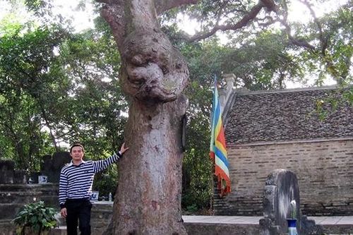 Khu rừng thiêng có 54 cây lim di sản