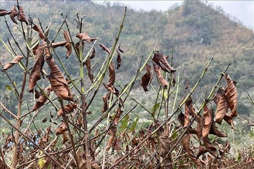 Nhiều diện tích cà phê ở Sơn La bị ảnh hưởng bởi sương muối