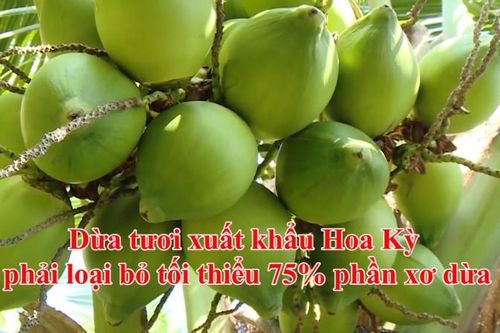 Dừa tươi xuất khẩu Hoa Kỳ phải loại bỏ tối thiểu 75% phần xơ dừa