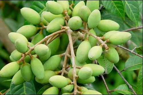 Quả trám - Vị thuốc quý