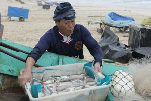 Thu cả chục triệu đồng mỗi chuyến đi biển nhờ loài cá mềm như cháo