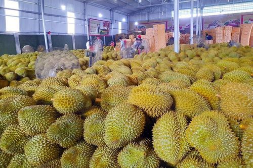 Xuất khẩu nông sản đi Trung Quốc: Thị trường lớn, cần 'làm ăn nghiêm túc'