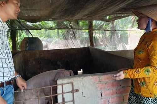 Kê khống heo chết để trục lợi: Xử lý nghiêm