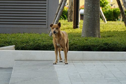 Những chú chó và chủ phải đi lối riêng ở chung cư