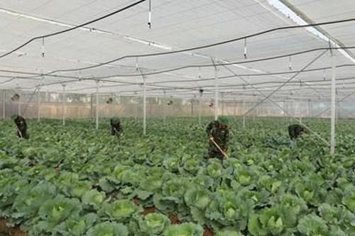 Công tác tăng gia, sản xuất ở Tổng cục Hậu cần: Đầu tư hiệu quả gắn với hiện đại hóa