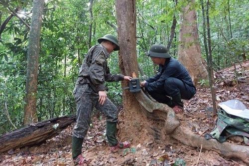 Lắp bẫy ảnh giám sát đa dạng sinh học tại Vườn quốc gia Vũ Quang