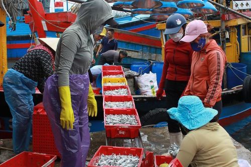 Ngư dân tất bật ra khơi, bám biển