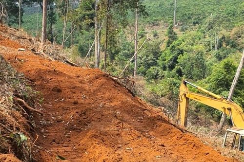 Lâm Đồng: Xem xét chuyển công an vụ phá rừng do doanh nghiệp quản lý