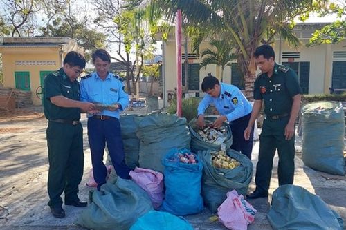Tạm giữ trên 19.000 bao thuốc lá trôi dạt vào bờ biển thuộc địa bàn Ninh Thuận