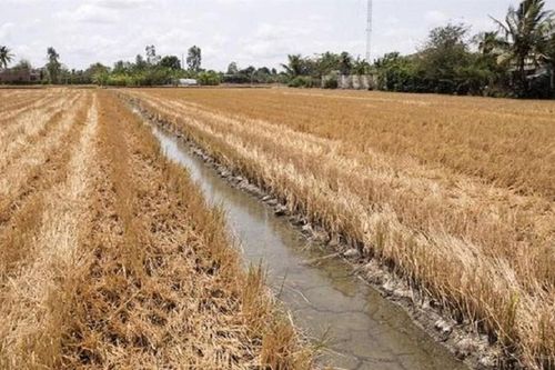 Xâm nhập mặn ở đồng bằng sông Cửu Long gia tăng