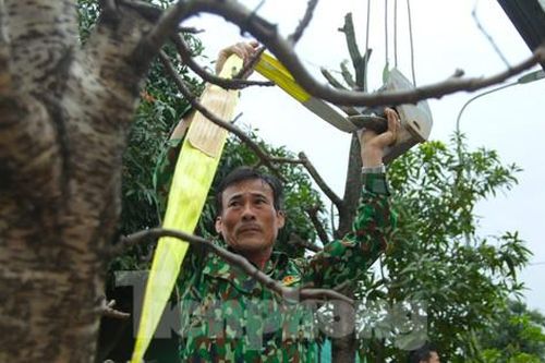 Dịch vụ trồng đào thuê tất bật sau Tết