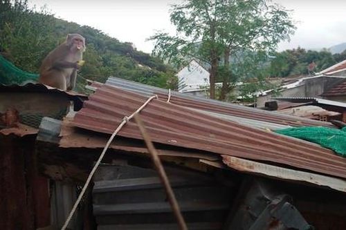 Đàn khỉ khoảng 200 con tràn xuống phá nhà dân