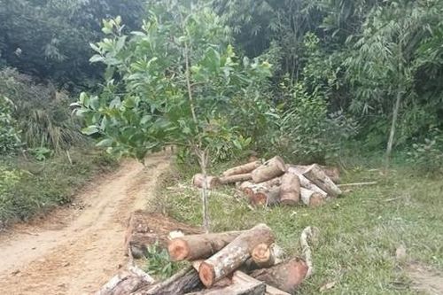 Truy tìm lâm tặc tàn phá rừng ở Thanh Hóa sau vụ phát hiện 3 tấn gỗ cắt khúc