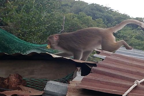 Đàn khỉ 200 con quấy phá người dân ở Khánh Hòa