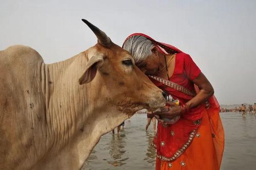 Ấn Độ: Người dân được khuyến khích ôm bò trong ngày Valentine để quảng bá giá trị đạo Hindu