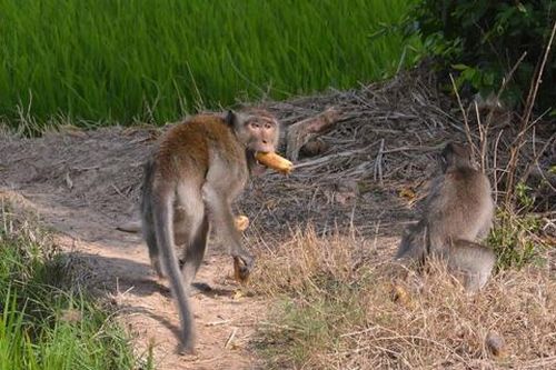 Khánh Hòa: Đàn khỉ tự nhiên 200 con tràn xuống khu dân cư quậy phá
