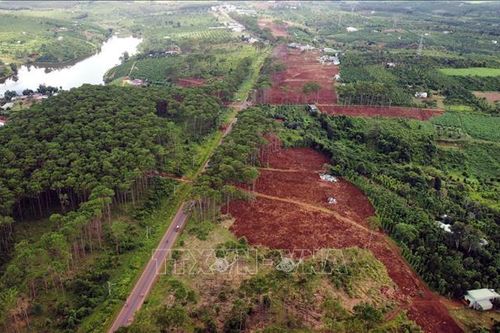 Củng cố hồ sơ, xử lý nghiêm đối tượng hủy hoại rừng thông ven Quốc lộ 28