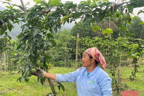 Thu hút doanh nghiệp đầu tư vào nông nghiệp theo chuỗi giá trị